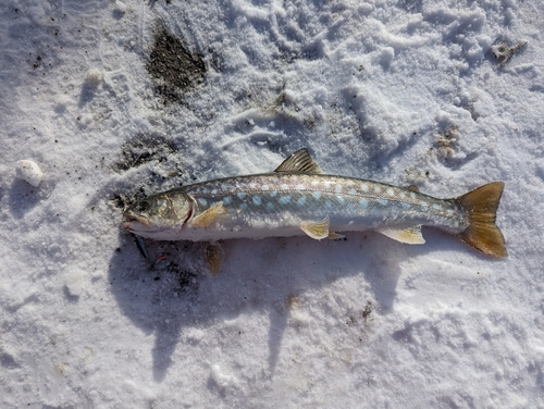 アメマスの釣果