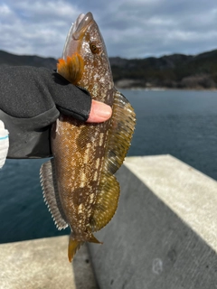 アイナメの釣果