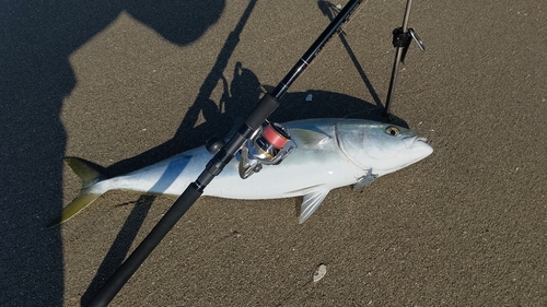 ブリの釣果