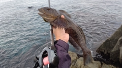 アイナメの釣果