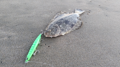 ソゲの釣果