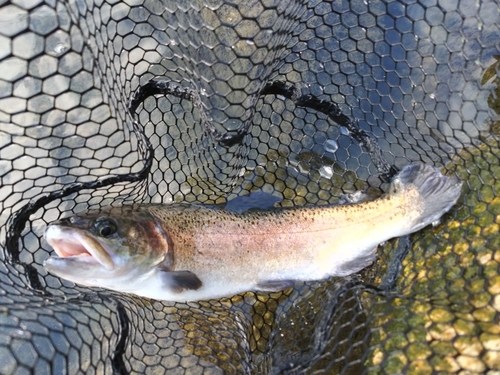 ニジマスの釣果