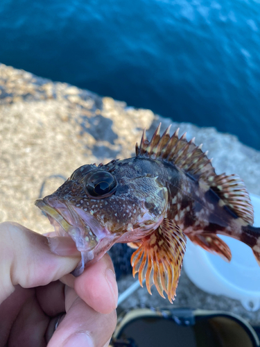 カサゴの釣果