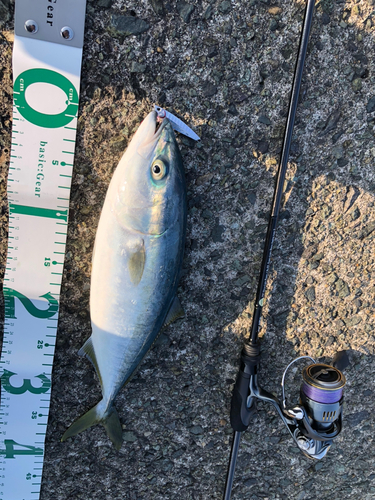 ワカシの釣果