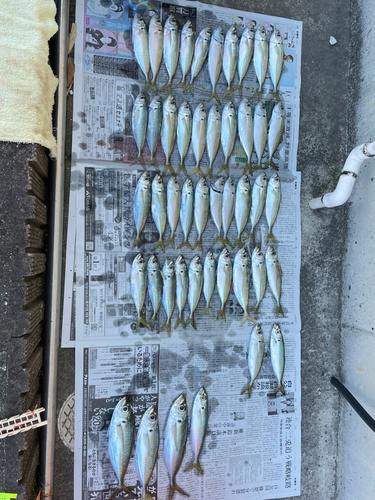 アジの釣果