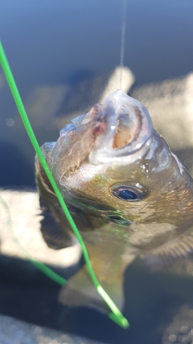 ブルーギルの釣果