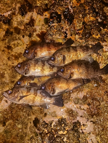 メバルの釣果