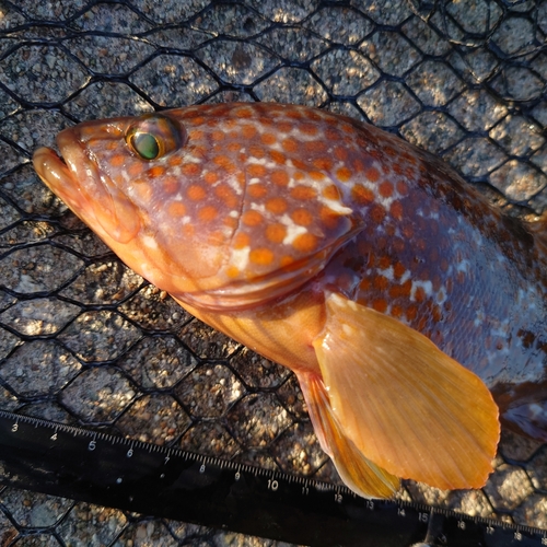 キジハタの釣果