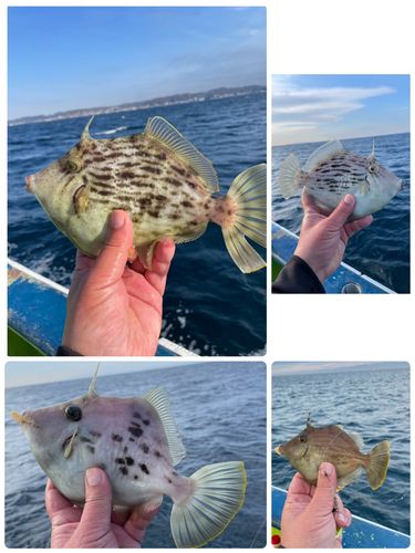 カワハギの釣果