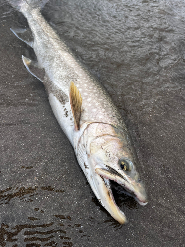 アメマスの釣果