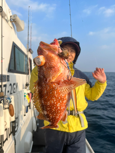 ウッカリカサゴの釣果