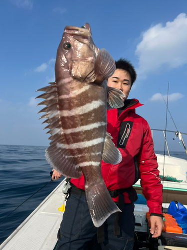 マハタの釣果