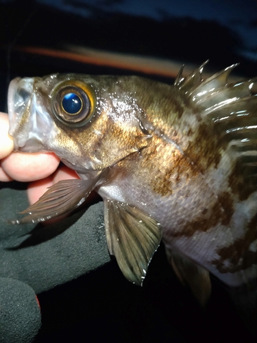 メバルの釣果