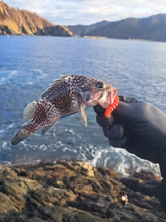 マゾイの釣果