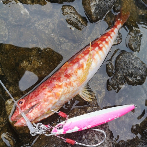 エソの釣果