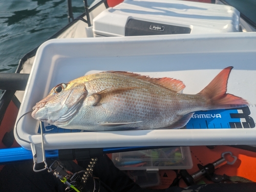 マダイの釣果