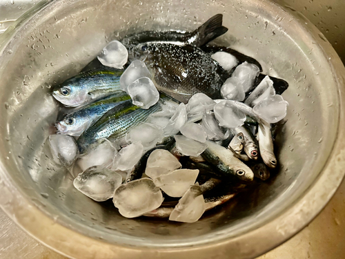 メジナの釣果