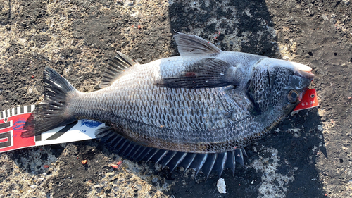 クロダイの釣果