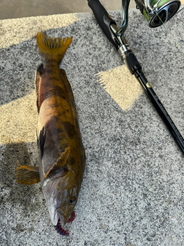 アイナメの釣果