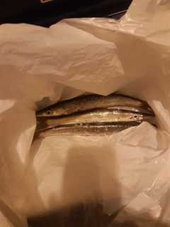 カマスの釣果