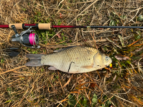 フナの釣果