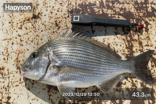 ヘダイの釣果