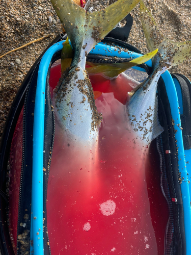 ハマチの釣果