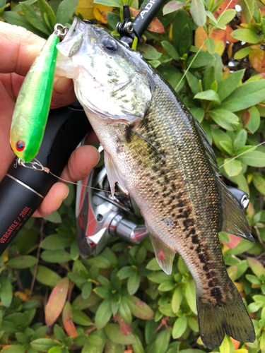 ブラックバスの釣果