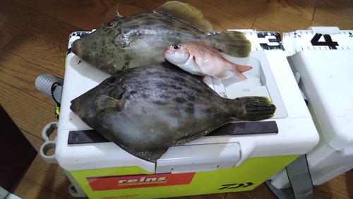 カワハギの釣果