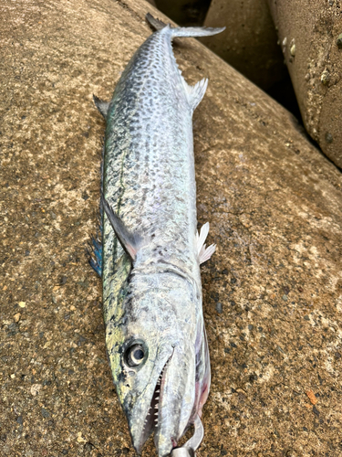 サワラの釣果