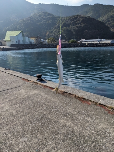 カマスの釣果