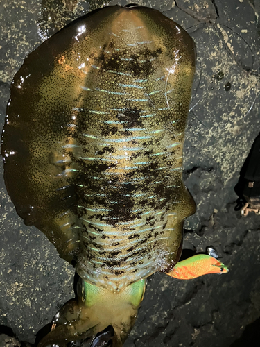 アオリイカの釣果