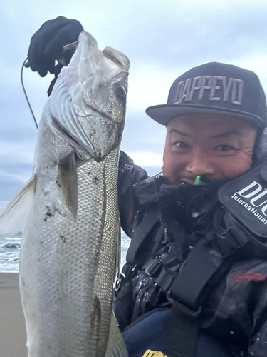 スズキの釣果