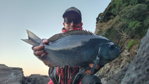 メジナの釣果