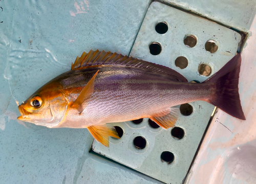 イサキの釣果