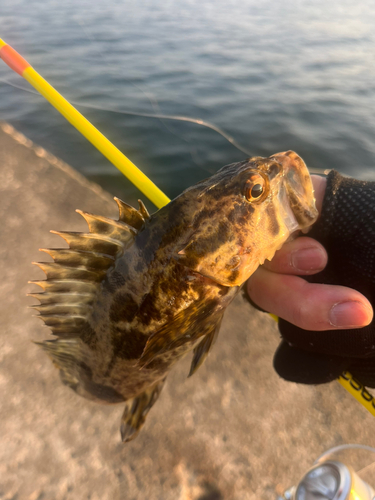 タケノコメバルの釣果