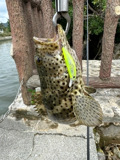 ヤイトハタの釣果