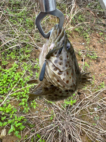 チャイロマルハタの釣果