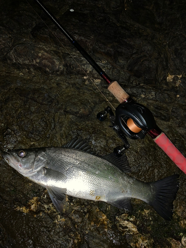 セイゴ（ヒラスズキ）の釣果