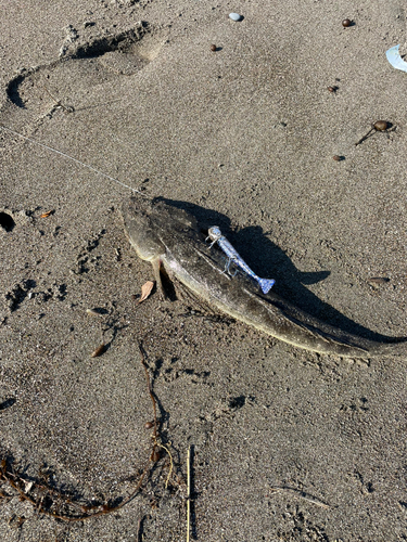 マゴチの釣果