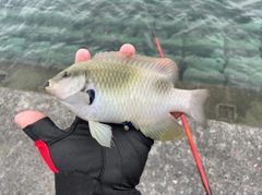 スズメダイの釣果