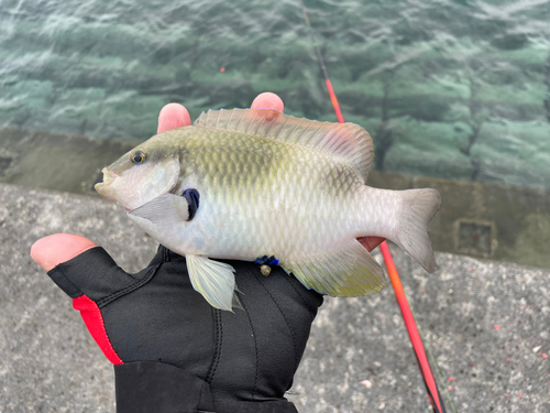 スズメダイの釣果