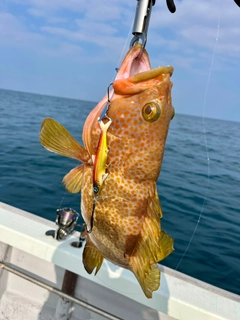 アコウの釣果