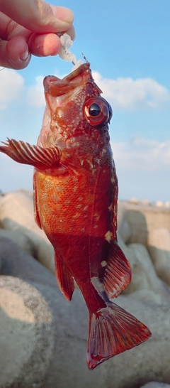 カサゴの釣果