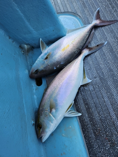 カンパチの釣果