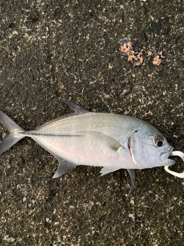 メッキの釣果