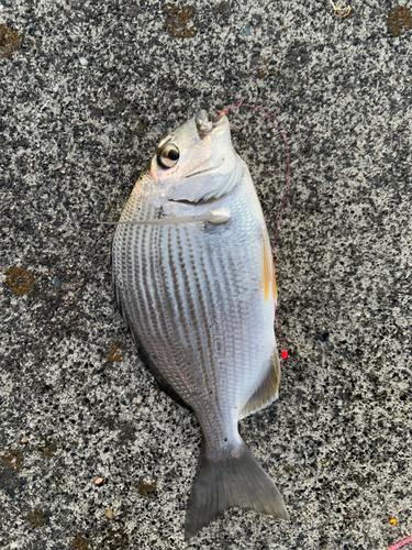 ヘダイの釣果