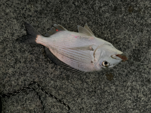 ヘダイの釣果