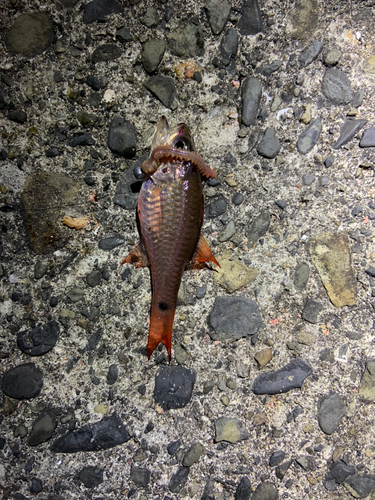 ネンブツダイの釣果