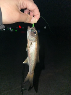 ムツの釣果